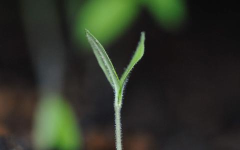 嫩芽图片 _ 第(10)张