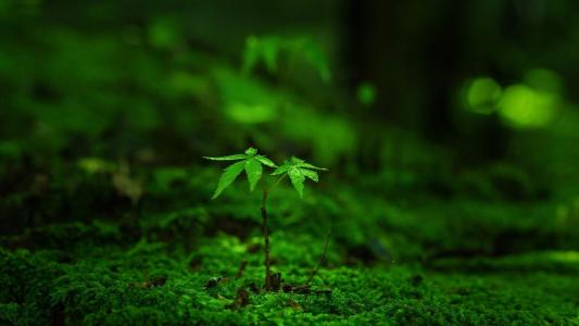 绿色植物图片 _ 第(2)张