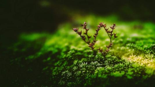 绿色植物图片 _ 第(10)张