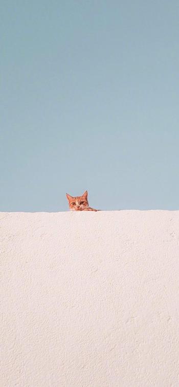 90后性感小猫咪写真第1张