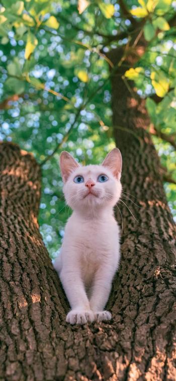 90后性感小猫咪写真第6张