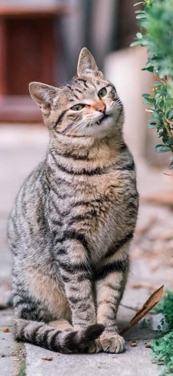 小猫图片 _ 第(9)张