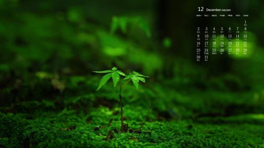 嫩芽图片 _ 第(2)张