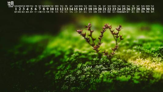 嫩芽图片 _ 第(10)张