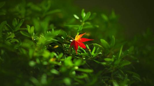 电脑壁纸高清图片 _ 第(7)张