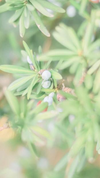 小清新绿色护眼植物图片手机壁纸第1张