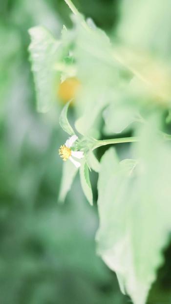 小清新绿色护眼植物图片手机壁纸第2张
