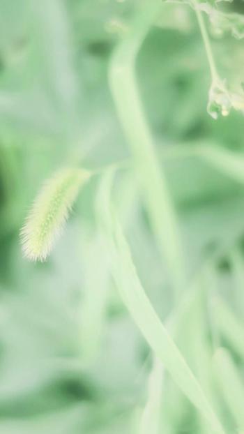 小清新绿色护眼植物图片手机壁纸第4张