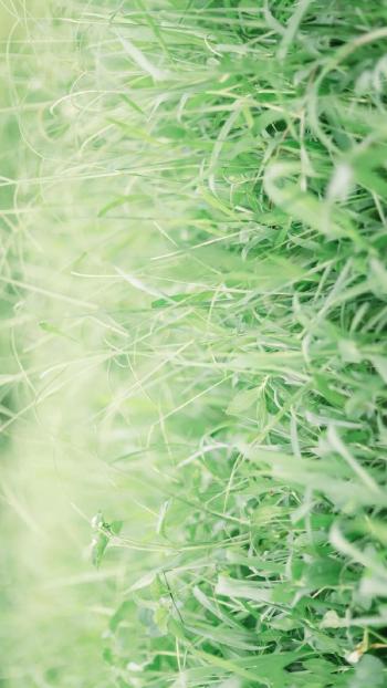 小清新绿色护眼植物图片手机壁纸第6张