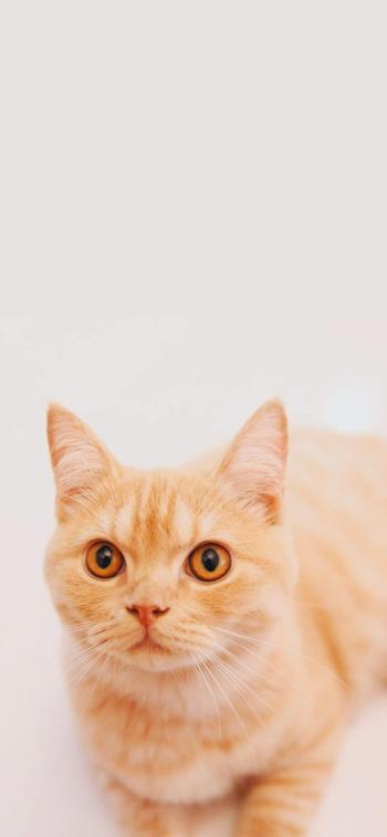 超可爱小猫图片高清手机壁纸第0张