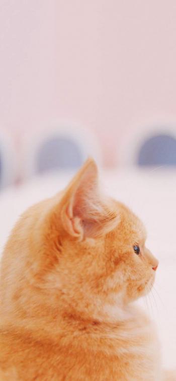 超可爱小猫图片高清手机壁纸第2张