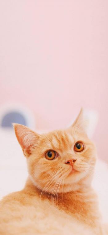 超可爱小猫图片高清手机壁纸第4张