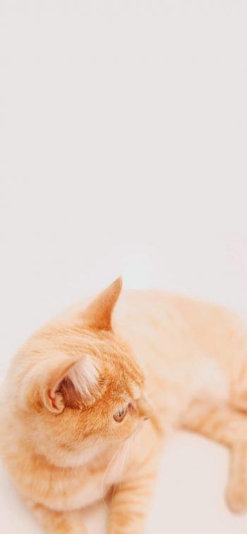 小猫图片 _ 第(9)张