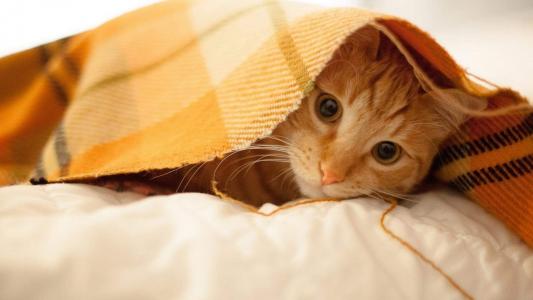 超可爱小猫图片高清手机壁纸第4张
