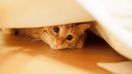超可爱小猫图片高清手机壁纸第6张