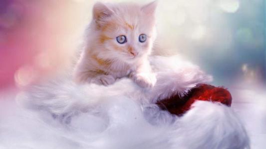 小猫图片 _ 第(8)张