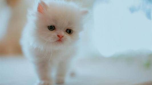 小猫图片 _ 第(9)张