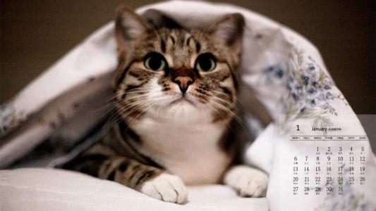 超可爱小猫图片高清手机壁纸第1张