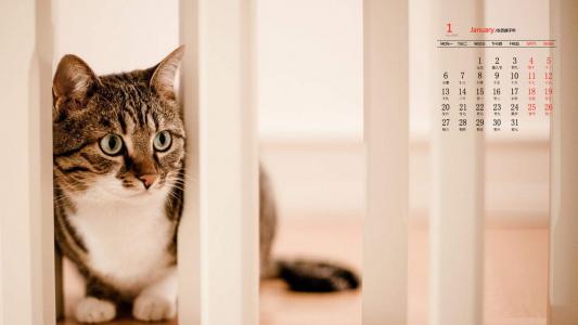 超可爱小猫图片高清手机壁纸第3张