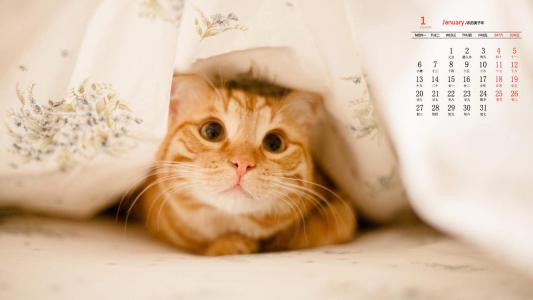 超可爱小猫图片高清手机壁纸第5张