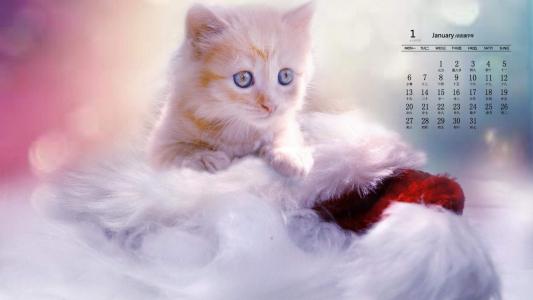 小猫图片 _ 第(8)张