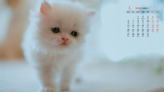 小猫图片 _ 第(9)张