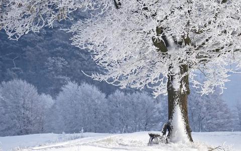 雪景图片 _ 第(5)张