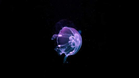 水母：神奇的海洋生物图片第0张