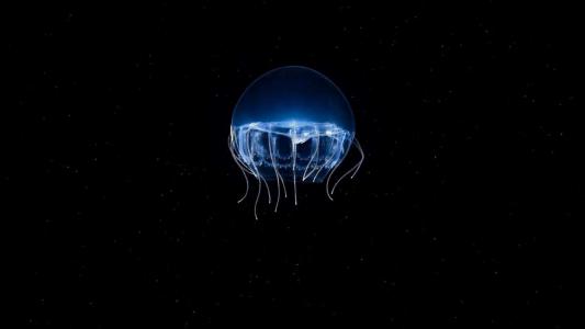 水母：神奇的海洋生物图片第1张
