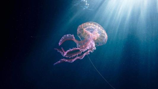 水母：神奇的海洋生物图片第2张
