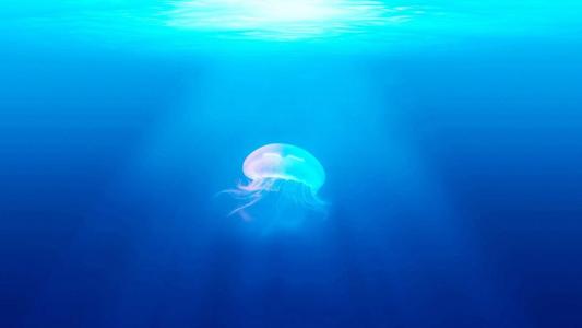 水母：神奇的海洋生物图片第5张