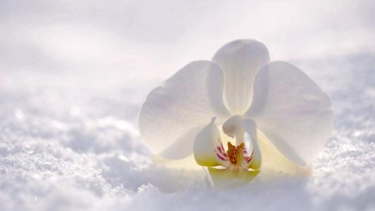冬季雪景唯美高清手机壁纸第6张