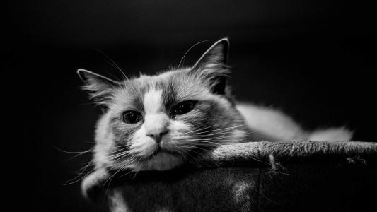 可爱猫咪图片图片 _ 第(8)张
