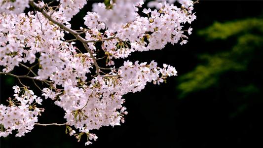 樱花图片图片 _ 第(6)张