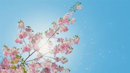 樱花图片图片 _ 第(11)张
