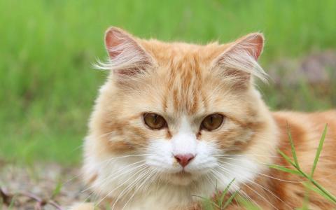 可爱猫咪图片图片 _ 第(9)张