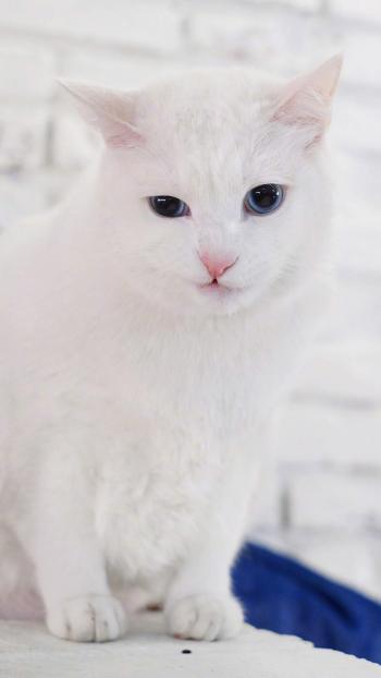 超可爱小猫图片高清手机壁纸第0张