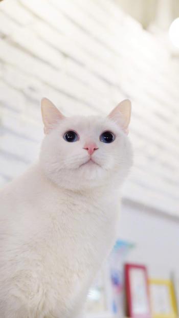 超可爱小猫图片高清手机壁纸第1张