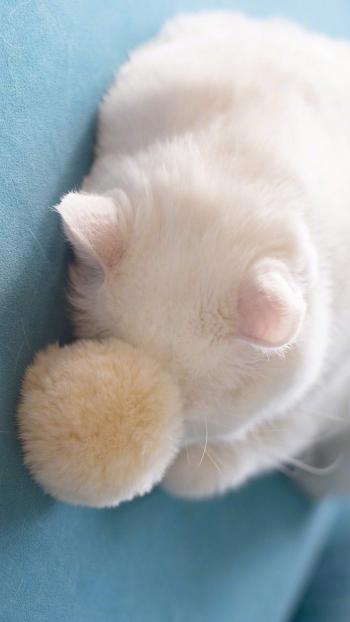超可爱小猫图片高清手机壁纸第2张