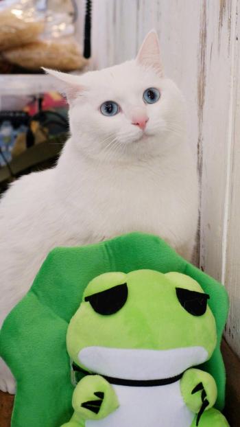 超可爱小猫图片高清手机壁纸第3张