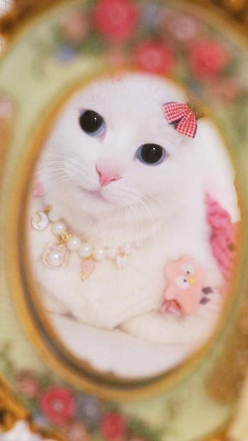 超可爱小猫图片高清手机壁纸第4张