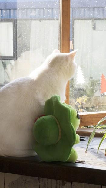 超可爱小猫图片高清手机壁纸第5张