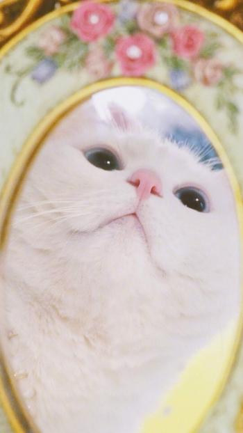 超可爱小猫图片高清手机壁纸第6张