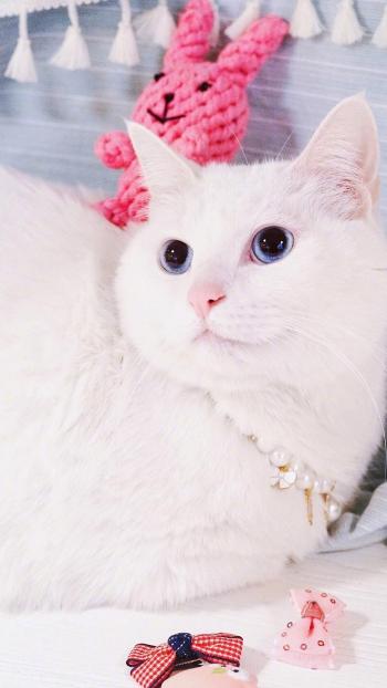 小猫图片 _ 第(9)张
