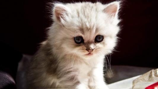 猫桌面图片 _ 第(2)张
