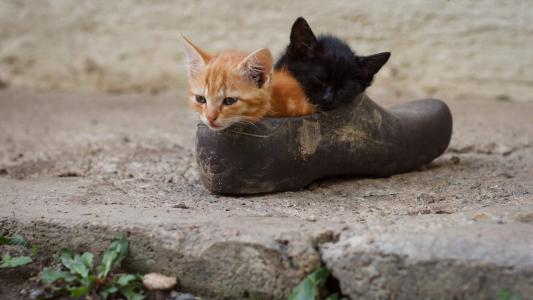 猫桌面图片 _ 第(3)张