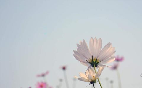 高清鲜花粉色波斯菊图片电脑高清桌面壁纸第5张