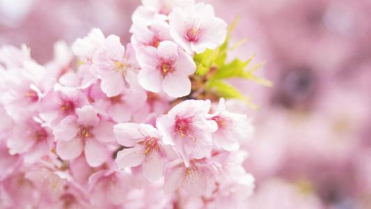 2017年3月唯美樱花日历壁纸第5张
