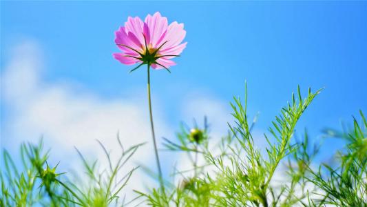格桑花第0张