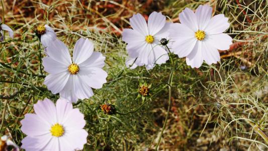 格桑花第1张